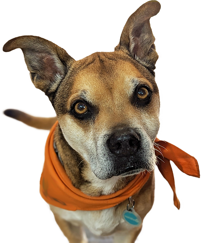 Remy the rescue dog